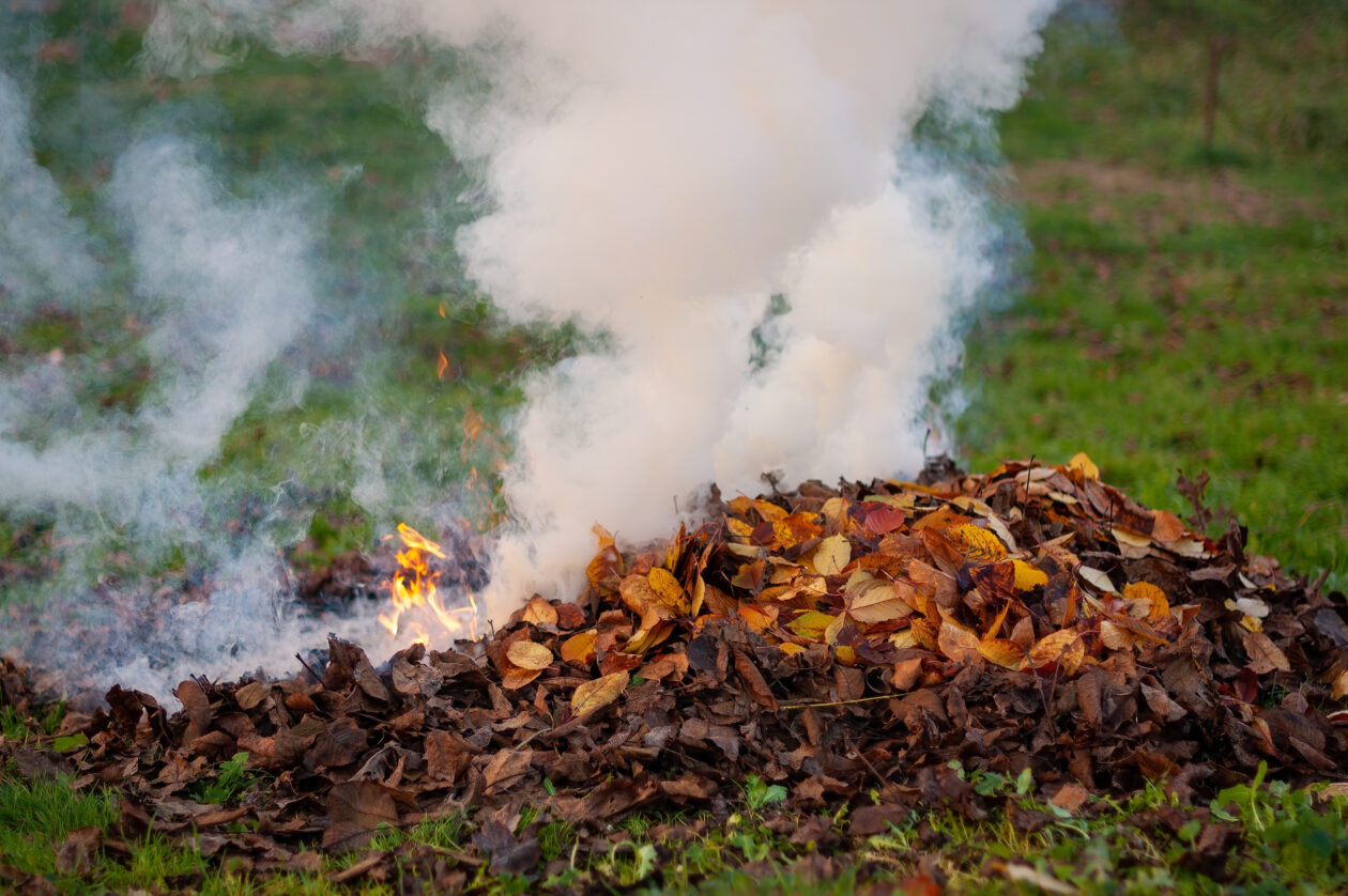Closeup of burning dry leaves on the ground